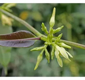 Cryptolepis sanguinolenta tincture 2 oz